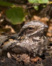 Attēlu rezultāti vaicājumam “Caprimulgus europaeus nest”