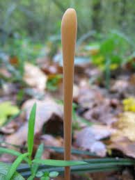 Attēlu rezultāti vaicājumam “Macrotyphula fistulosa”