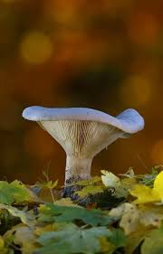 Attēlu rezultāti vaicājumam “Clitocybe nebularis”