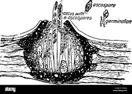 Resultado de imagen para Phyllosticta uvicola
