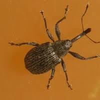 Attēlu rezultāti vaicājumam “Anthonomus phyllocola”