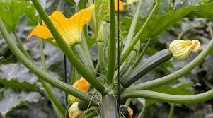 Attēlu rezultāti vaicājumam “Cucurbita pepo leaf”