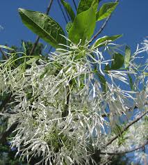 Attēlu rezultāti vaicājumam “Chionanthus virginicus”