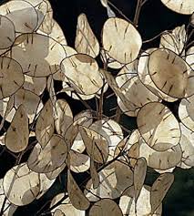 Attēlu rezultāti vaicājumam “Lunaria rediviva bud”