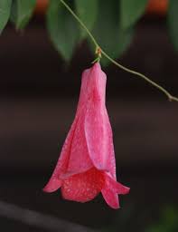 Attēlu rezultāti vaicājumam “xComagaria rosea  flower”