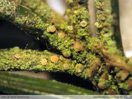 Attēlu rezultāti vaicājumam “Fellhanera subtilis”