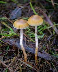 Attēlu rezultāti vaicājumam “Psilocybe sp.”