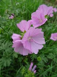 Image result for Malva moschata
