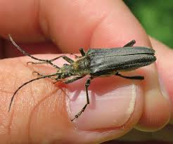 Attēlu rezultāti vaicājumam “Stenocorus meridianus”