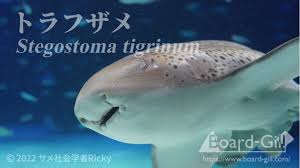 Image result for Stegostoma tigrinum