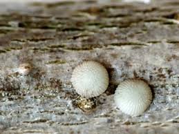 Attēlu rezultāti vaicājumam “Brachionycha nubeculosa”