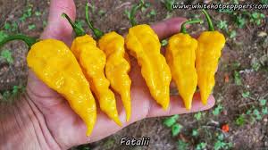 Afbeeldingsresultaat voor yellow fratali hot pepper