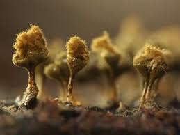 Attēlu rezultāti vaicājumam “Trichia erecta spores”