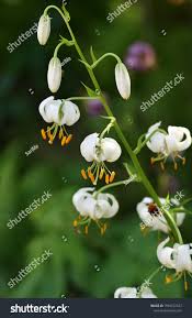 Image result for Lilium martagon Alba