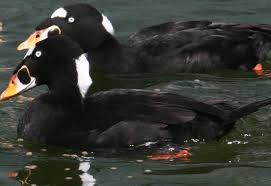 Image result for Melanitta perspicillata