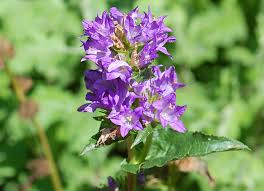 Attēlu rezultāti vaicājumam “Campanula cervicaria flower”