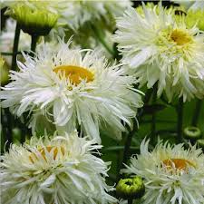 Image result for Chrysanthemum leucanthemum