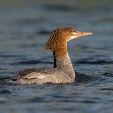Attēlu rezultāti vaicājumam “Mergus merganser”