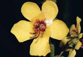 Attēlu rezultāti vaicājumam “Verbascum blattaria”