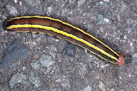 Attēlu rezultāti vaicājumam “Ceramica pisi”