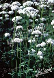 Attēlu rezultāti vaicājumam “Valeriana officinalis leaf”