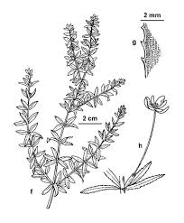 Attēlu rezultāti vaicājumam “Hydrilla verticillata”