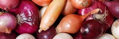 Image result for Zwiebeln