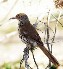 Image result for Toxostoma rufum