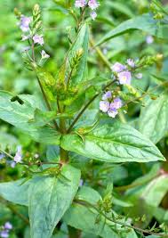 Attēlu rezultāti vaicājumam “Veronica anagallis-aquatica leaf”