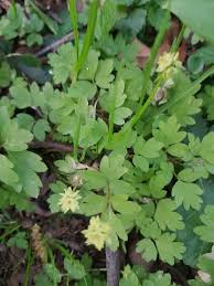 Attēlu rezultāti vaicājumam “Adoxa moschatellina leaf”