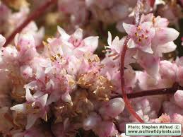 Attēlu rezultāti vaicājumam “Cuscuta epithymum subsp. trifolii flower”