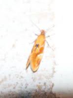 Attēlu rezultāti vaicājumam “Epicallima formosella”