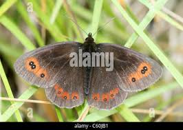 Attēlu rezultāti vaicājumam “Erebia aethiops underside”