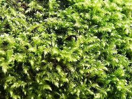 Attēlu rezultāti vaicājumam “Pseudotaxiphyllum elegans”