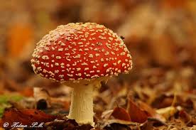 Image result for vliegenzwam