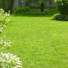 Attēlu rezultāti vaicājumam “Poa pratensis”