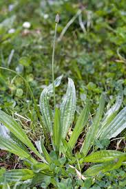 Attēlu rezultāti vaicājumam “Plantago lanceolata”
