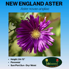 Image result for Aster novae-angliae