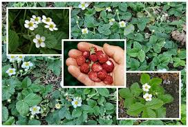 Attēlu rezultāti vaicājumam “Fragaria moschata flower”