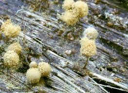 Attēlu rezultāti vaicājumam “Arcyria affinis spores”