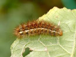 Attēlu rezultāti vaicājumam “Spilosoma lutea larva”