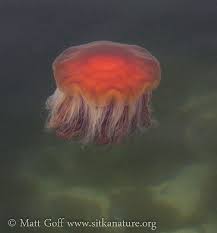 Image result for Cyanea capillata