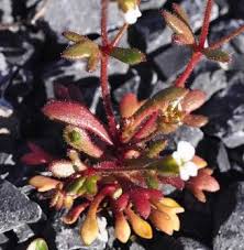 Attēlu rezultāti vaicājumam “Saxifraga tridactylites flower”