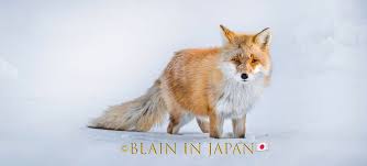 Attēlu rezultāti vaicājumam “Vulpes vulpes”