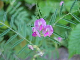 Attēlu rezultāti vaicājumam “Vicia angustifolia flower”