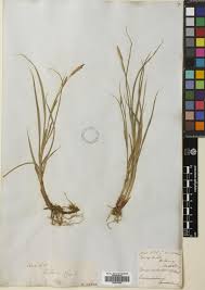 Attēlu rezultāti vaicājumam “Carex hirta”