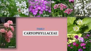 Attēlu rezultāti vaicājumam “Caryophyllaceae”