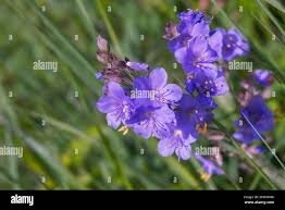Image result for Polemonium coeruleum
