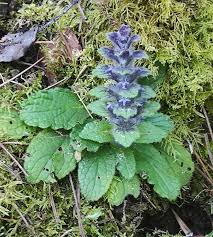 Attēlu rezultāti vaicājumam “Ajuga pyramidalis leaf”