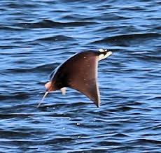 Image result for Mobula tarapacana